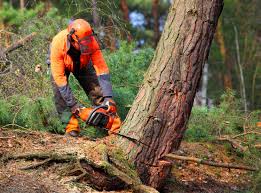 Best Emergency Tree Removal  in Sa Conejo, CA