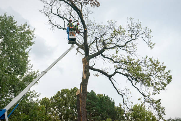  Sa Conejo, CA Tree Services Pros